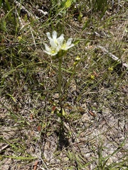 Dionaea muscipula