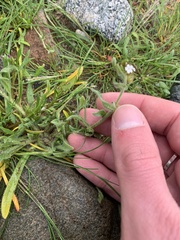 Plagiobothrys nothofulvus