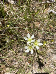 Dionaea muscipula
