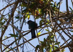 Priotelus roseigaster