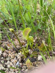 Dionaea muscipula