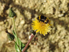 Bombus terrestris lusitanicus