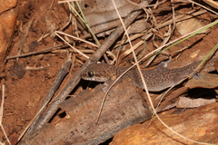 Pachydactylus punctatus