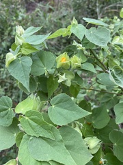 Abutilon hypoleucum