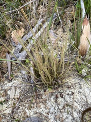 Drosera filiformis
