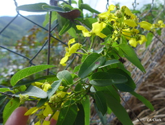 Stigmaphyllon emarginatum