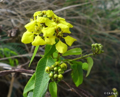 Stigmaphyllon emarginatum