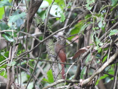 Lepidocolaptes souleyetii