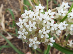 Asclepias woodsoniana