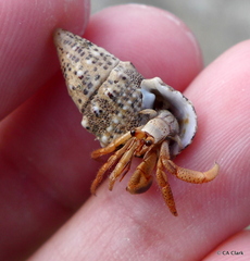 Cerithium litteratum
