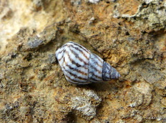 Echinolittorina ziczac