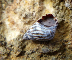 Echinolittorina ziczac