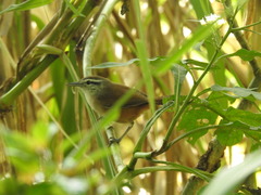 Cantorchilus modestus
