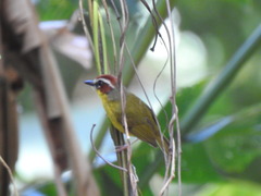Basileuterus delattrii