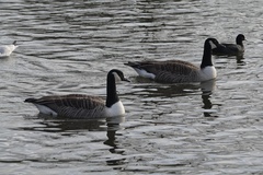 Branta canadensis