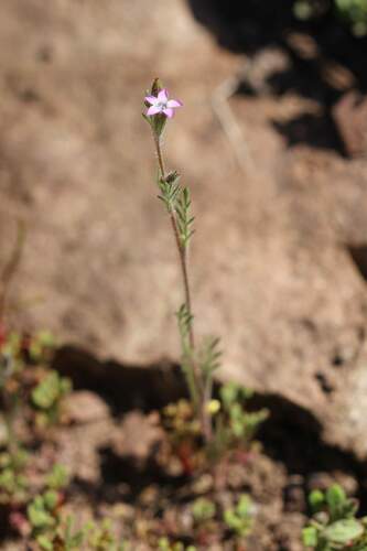 Gilia laciniata (Gilia laciniata)