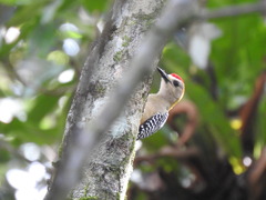 Melanerpes hoffmannii