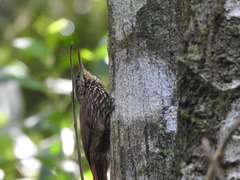 Lepidocolaptes souleyetii