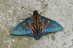 Phocides yokhara