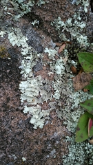 Xanthoparmelia stenophylla