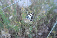 Melanargia titea