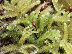 Eurhynchium angustirete