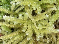 Eurhynchium angustirete