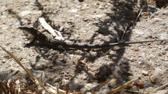 Podarcis guadarramae guadarramae