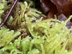 Eurhynchium angustirete