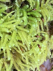 Eurhynchium angustirete