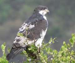 Buteo augur