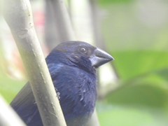 Cyanoloxia cyanoides