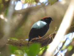 Chiroxiphia linearis