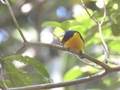 Euphonia hirundinacea