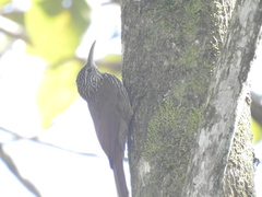 Lepidocolaptes souleyetii