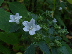 Strobilanthes ixiocephala