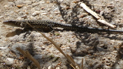 Podarcis guadarramae guadarramae