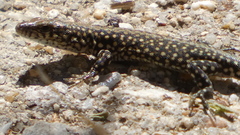 Podarcis guadarramae guadarramae