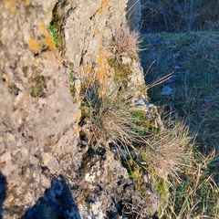 Festuca pallens