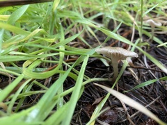 Mycena leptocephala