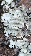 Xanthoparmelia stenophylla