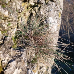 Festuca pallens