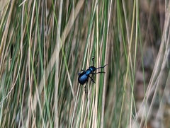 Meloe violaceus