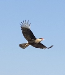 Caracara