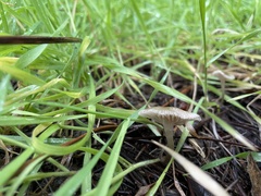 Mycena leptocephala