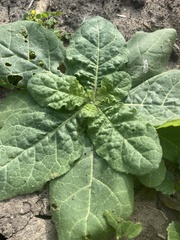 Nicotiana repanda