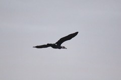 Phalacrocorax carbo