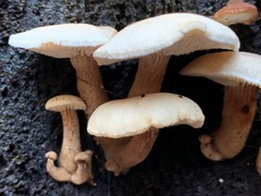 Neolentinus adhaerens