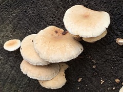 Neolentinus adhaerens