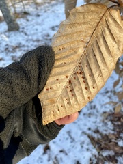 Acalitus ferrugineum